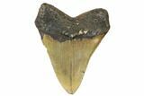 Fossil Megalodon Tooth - North Carolina #188236-2